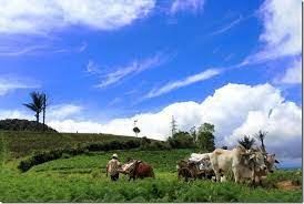 Gambar Agrowisata Rurukan